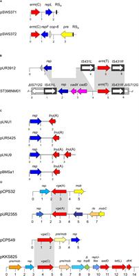 Small Antimicrobial Resistance Plasmids in Livestock-Associated Methicillin-Resistant Staphylococcus aureus CC398